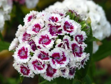 Dianthus Dark Red Sweet William Annual Flower 200 PCS Seeds