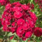 Dianthus Dark Red Sweet William Annual Flower 200 PCS Seeds