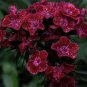 Dianthus Dark Red Sweet William Annual Flower 200 PCS Seeds