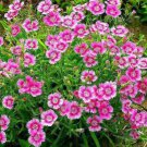Dianthus Mixed Pinks Perennal Flower 100 PCS Seeds