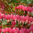 Dicentra Spectabilis Bleeding Heart Classic 1 PCS Seeds Dicentra Spectabilis Bleeding Heart Classic 1 PCS Seeds