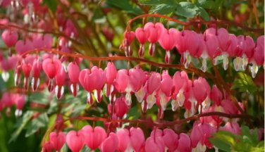 Dicentra Spectabilis Bleeding Heart Classic 1 PCS Seeds