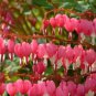 Dicentra Spectabilis Bleeding Heart Classic 1 PCS Seeds