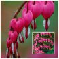 Dicentra Spectabilis Bleeding Heart Classic 1 PCS Seeds