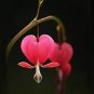 Dicentra Spectabilis Bleeding Heart Classic 1 PCS Seeds
