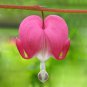 Dicentra Spectabilis Bleeding Heart Classic 1 PCS Seeds