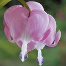 Dicentra Spectabilis Bonsai Bleeding Heart Classic Cottage Garden 100 PCS Seeds