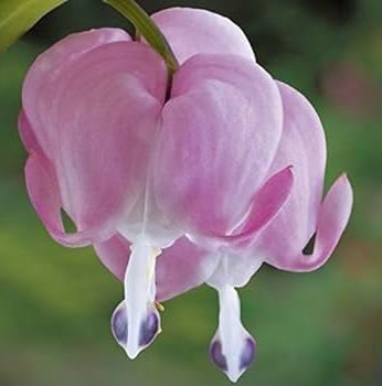 Dicentra Spectabilis Bonsai Bleeding Heart Classic Cottage Garden 100 PCS Seeds