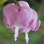 Dicentra Spectabilis Bonsai Bleeding Heart Classic Cottage Garden 100 PCS Seeds