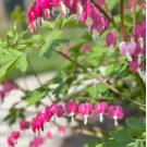 Dicentra Spectabilis Mixed Bleeding Heart 5 PCS Seeds Dicentra Spectabilis Mixed Bleeding Heart 5 PCS Seeds