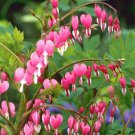 Dicentra Spectabilis Bonsai Bleeding Heart Classic Cottage Garden Plant 100 PCS Seeds Dicentra Spectabilis Bonsai Bleeding Heart Classic Cottage Garden Plant 100 PCS Seeds