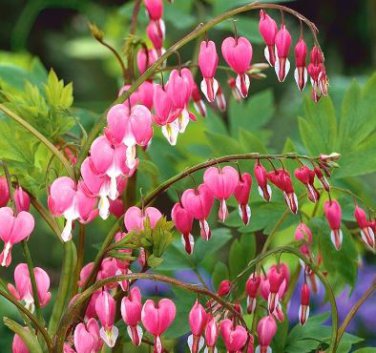 Dicentra Spectabilis Bonsai Bleeding Heart Classic Cottage Garden Plant 100 PCS Seeds