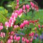 Dicentra Spectabilis Bonsai Bleeding Heart Classic Cottage Garden Plant 100 PCS Seeds