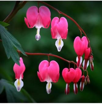 Dicentra Spectabilis Seeds Rare Orchid Bleeding Heart Garden Plants 100 PCS Seeds