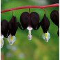 Dicentra Spectabilis Seeds Rare Orchid Bleeding Heart Garden Plants 100 PCS Seeds