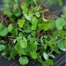 Dichondra Bonsai Emerald Falls Multi Leafed Grass Bonsai Green 100 PCS Seeds