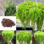 Dichondra Bonsai Emerald Falls Multi Leafed Grass Bonsai Green 100 PCS Seeds