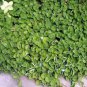 Dichondra Bonsai Emerald Falls Multi Leafed Grass Bonsai Green 100 PCS Seeds