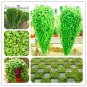Dichondra Bonsai Emerald Falls Multi Leafed Grass Bonsai Green 100 PCS Seeds