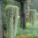 Dichondra Repens Seeds Silver Falls in Hanging Baskets 100 PCS Seeds Dichondra Repens Seeds Silver Falls in Hanging Baskets 100 PCS Seeds