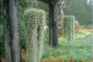 Dichondra Repens Seeds Silver Falls in Hanging Baskets 100 PCS Seeds