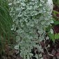 Dichondra Repens Seeds Silver Falls in Hanging Baskets 100 PCS Seeds