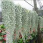 Dichondra Repens Seeds Silver Falls in Hanging Baskets 100 PCS Seeds