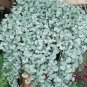 Dichondra Repens Silver Falls Emerald Falls Ground 100 PCS Seeds