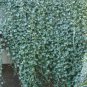Dichondra Repens Silver Falls Emerald Falls Ground 100 PCS Seeds