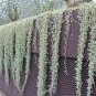 Dichondra Repens Silver Falls Emerald Falls Ground 100 PCS Seeds
