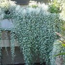 Dichondra Repens Silver Falls Emerald Falls Ground Cover Bonsai 100 PCS Seeds Dichondra Repens Silver Falls Emerald Falls Ground Cover Bonsai 100 PCS Seeds