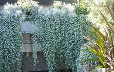 Dichondra Repens Silver Falls Emerald Falls Ground Cover Bonsai 100 PCS Seeds