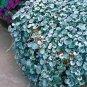 Dichondra Repens Silver Falls Emerald Falls Ground Cover Bonsai 100 PCS Seeds