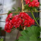 Diemierii Schafferi Zonal Geranium Red Pelargonium Flower 10 pcs Seeds