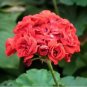 Diemierii Schafferi Zonal Geranium Red Pelargonium Flower 10 pcs Seeds