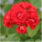 Diemierii Schafferi Zonal Geranium Red Pelargonium Flower 10 pcs Seeds