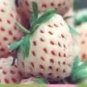 Different Strawberry 12 PCS Seeds