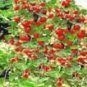 Different Strawberry 12 PCS Seeds