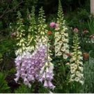 Digitalis Foxglove Excelsior Hybrids 100 PCS Seeds