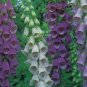 Digitalis Foxglove Excelsior Hybrids 100 PCS Seeds