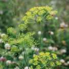 Dill Herb (Anethum graveolens) 30 PCS Seeds Dill Herb (Anethum graveolens) 30 PCS Seeds