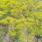 Dill Herb (Anethum graveolens) 30 PCS Seeds