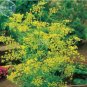 Dill Herb (Anethum graveolens) 30 PCS Seeds