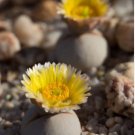 Dinteranthus pole evansii Succulents Garden Plants 20 PCS Seeds