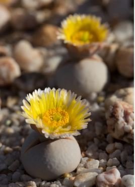 Dinteranthus pole evansii Succulents Garden Plants 20 PCS Seeds