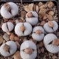 Dinteranthus pole evansii Succulents Garden Plants 20 PCS Seeds