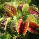 Dionaea muscipula 100 PCS Seeds