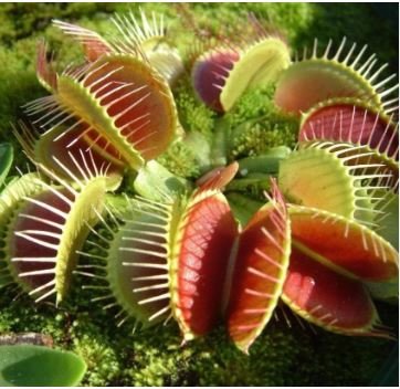 Dionaea muscipula 100 PCS Seeds