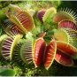Dionaea muscipula 100 PCS Seeds