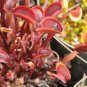 Dionaea muscipula 100 PCS Seeds
